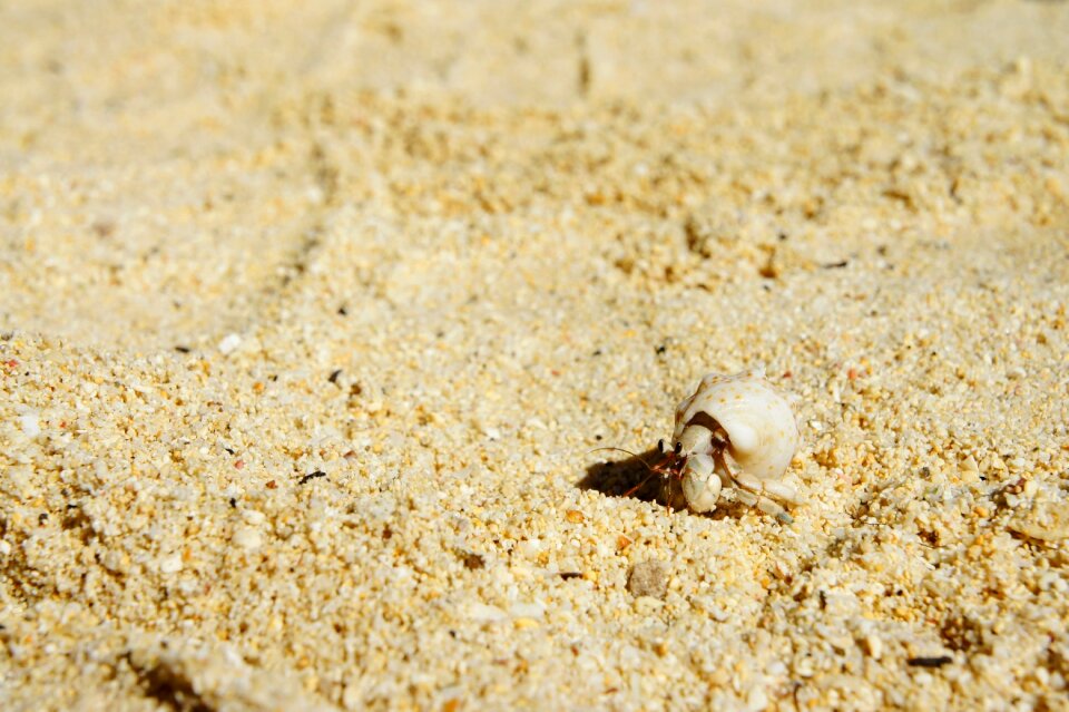Crab sea animals hermit crab
