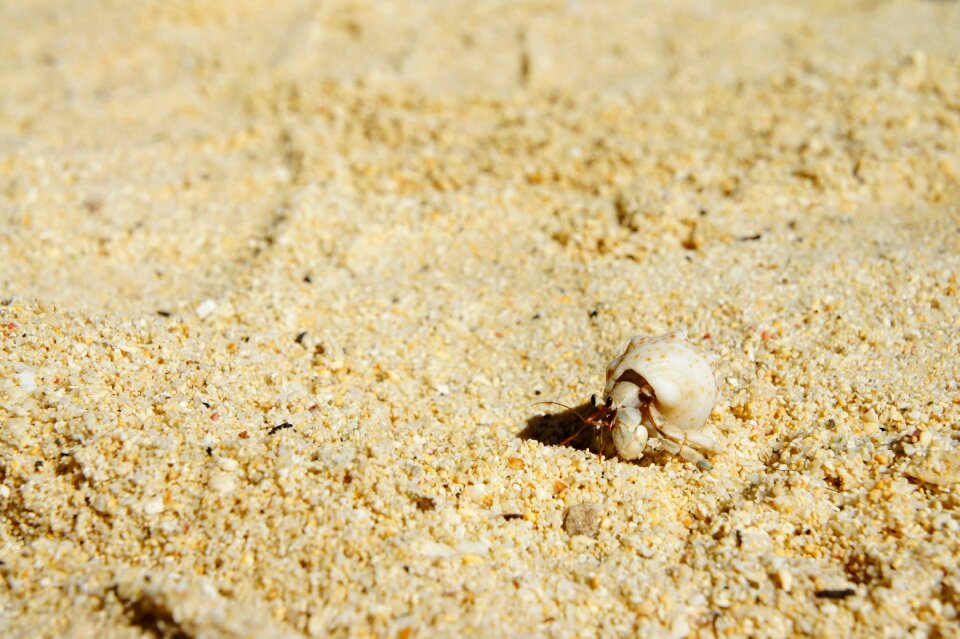 Crab sea animals hermit crab photo