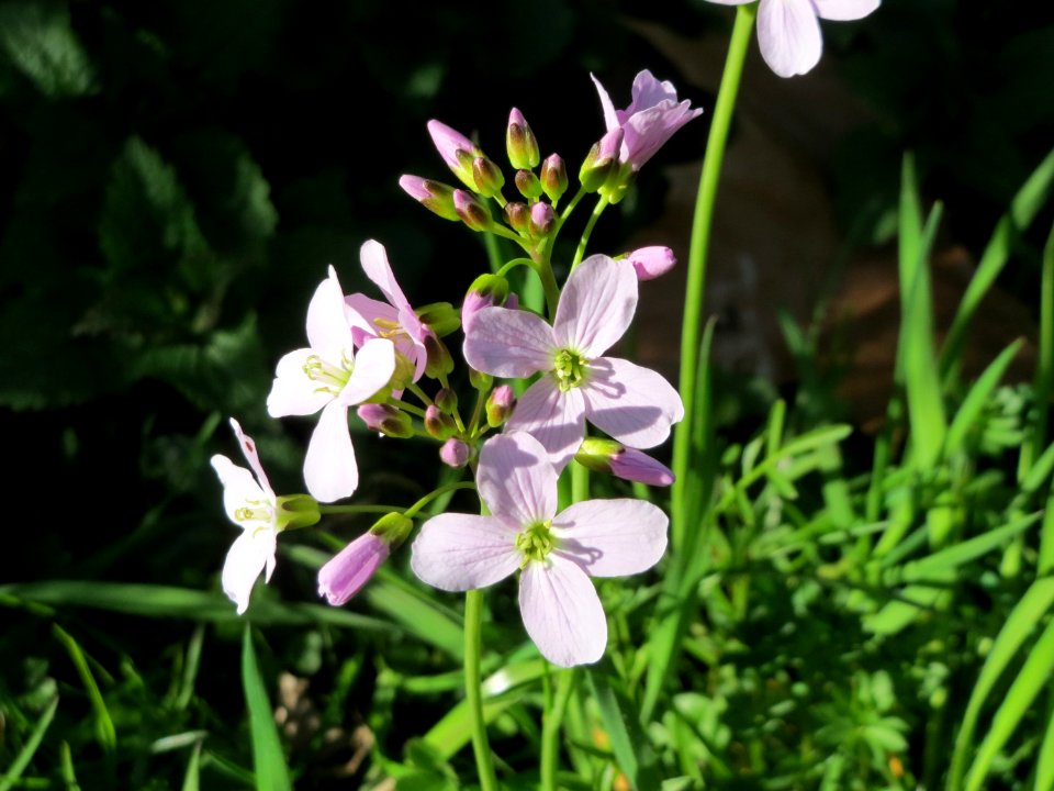 20150410Cardamine_pratensis7