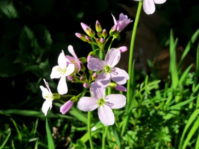 20150410Cardamine_pratensis7