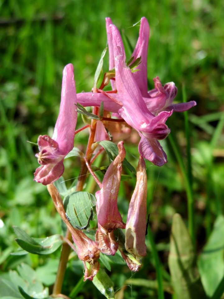 20150412Corydalis_solida2