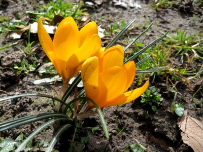 20150305Crocus_chrysanthus2