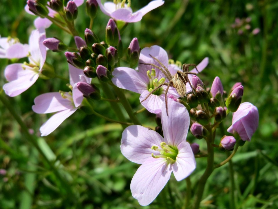 20150410Cardamine_pratensis2