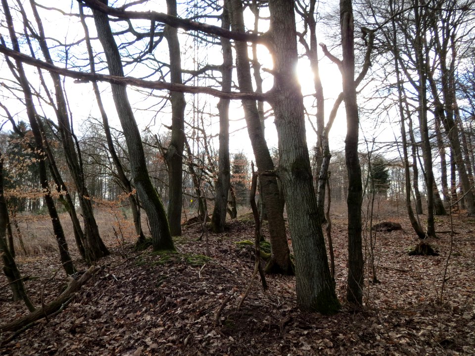 20150305Bergehalde_Steinbachtal3