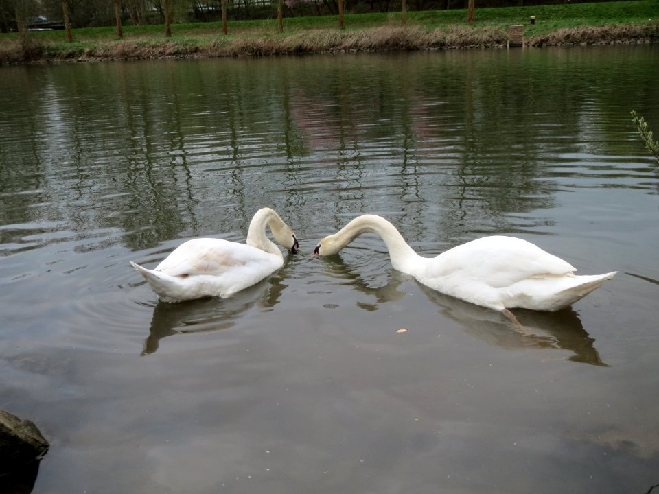 20150411Cygnus_olor5