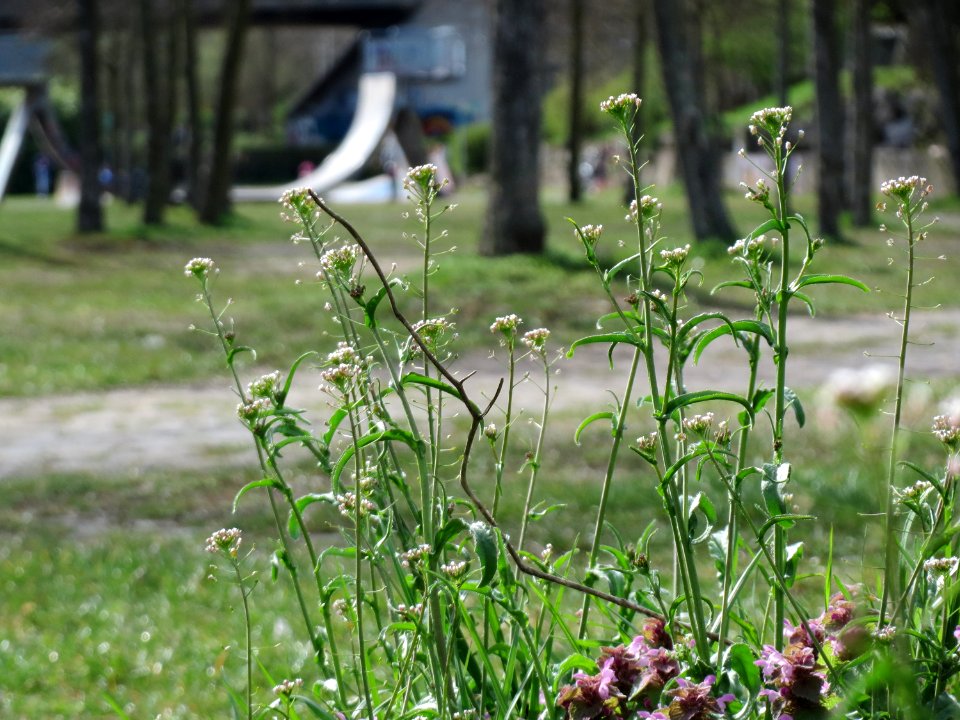 20150410Capsella_bursa-pastoris3