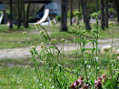 20150410Capsella_bursa-pastoris3