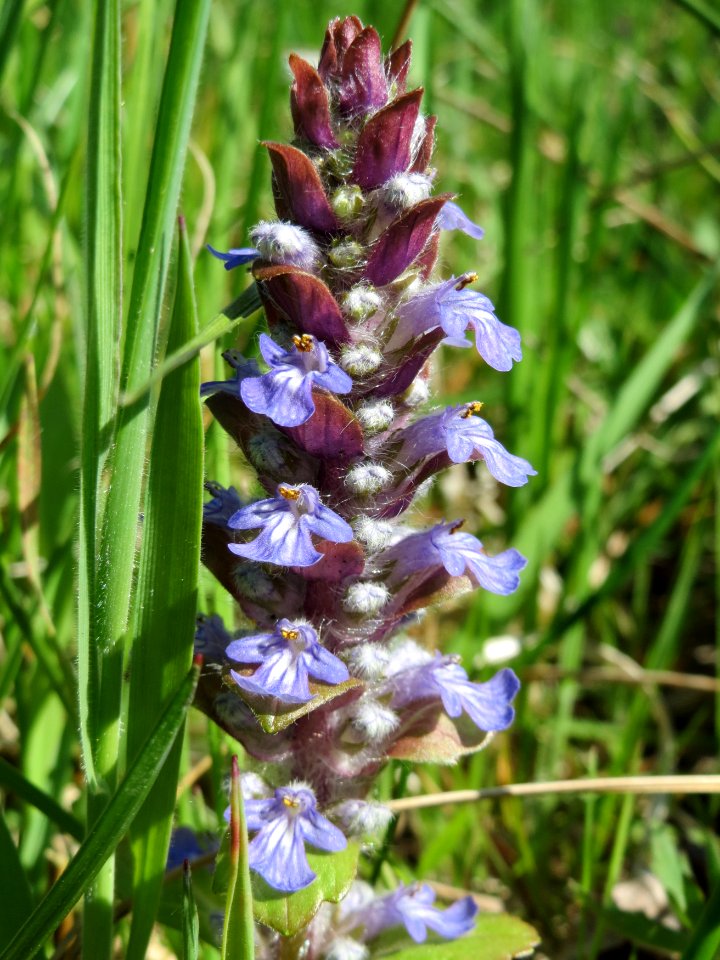 20150420Ajuga_reptans2