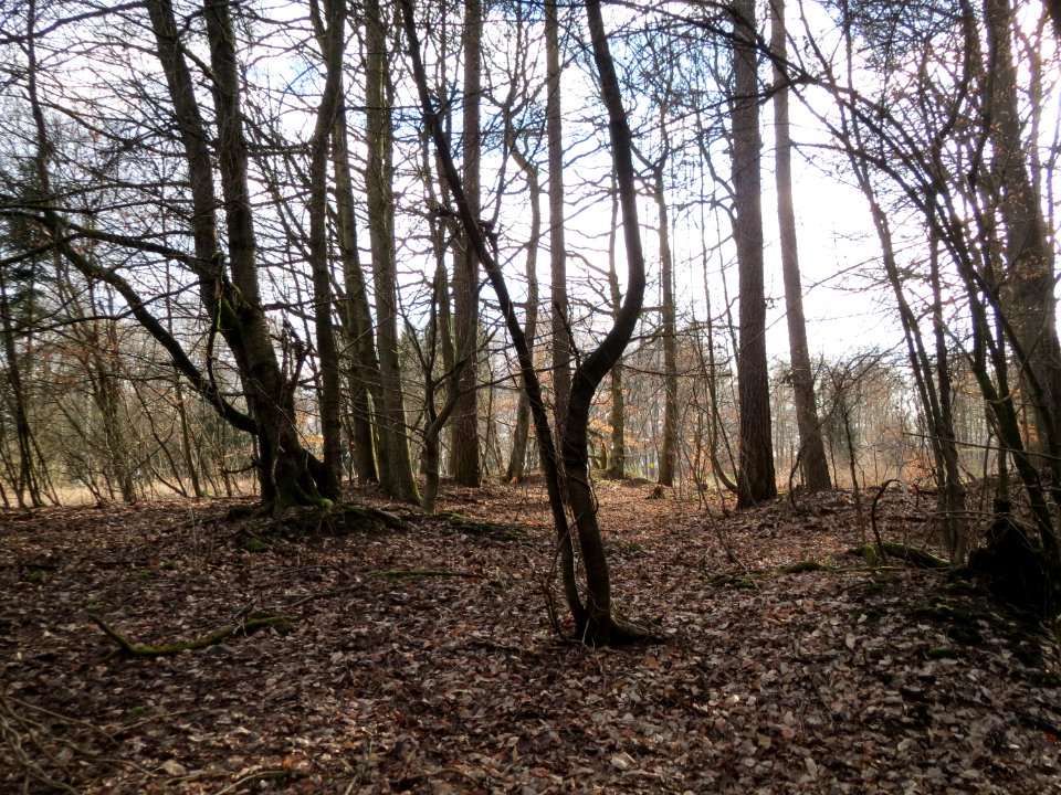 20150305Bergehalde_Steinbachtal2
