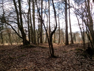 20150305Bergehalde_Steinbachtal2