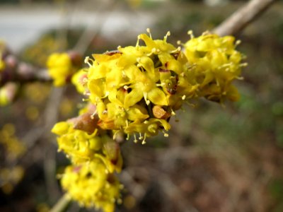 20150307Cornus_mas1