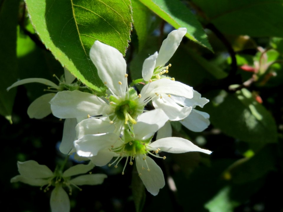 20150420Amelanchier_lamarckii1