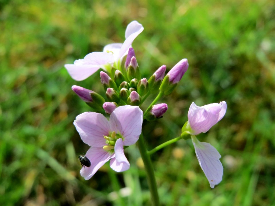 20150410Cardamine_pratensis4