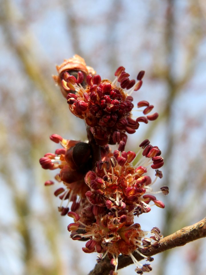 20150308Ulmus_minor5