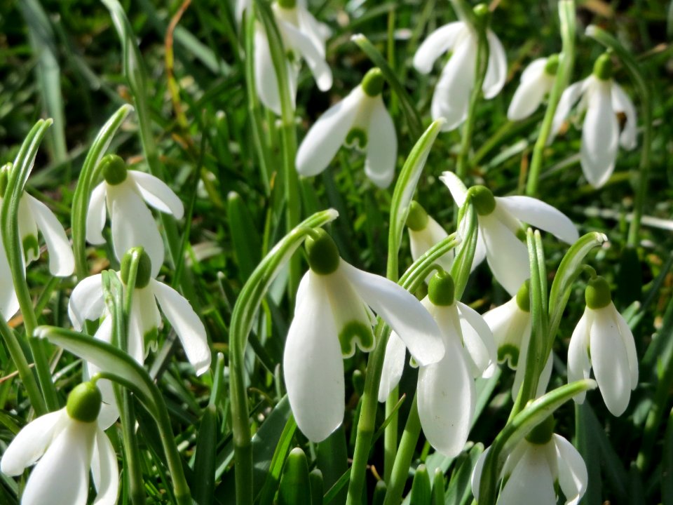 20150305Galanthus_nivalis1