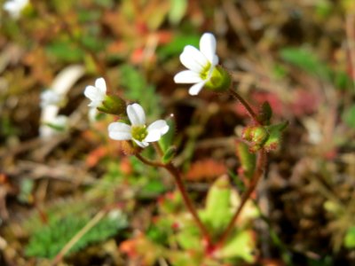 20150410Saxifraga_tridactylites2