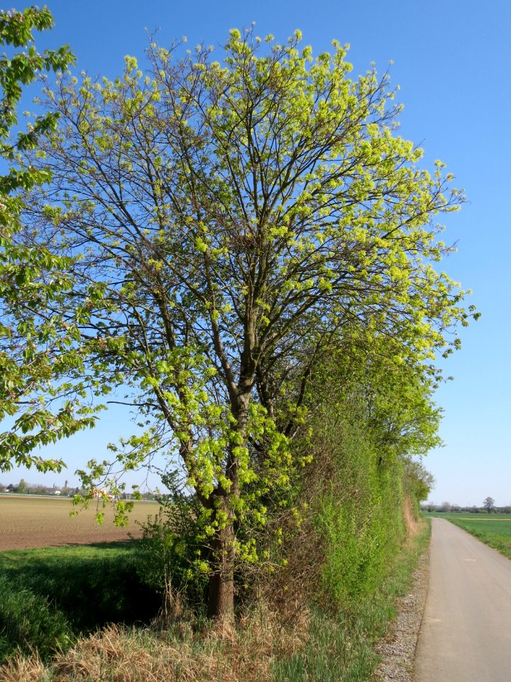 20150420Acer_platanoides1