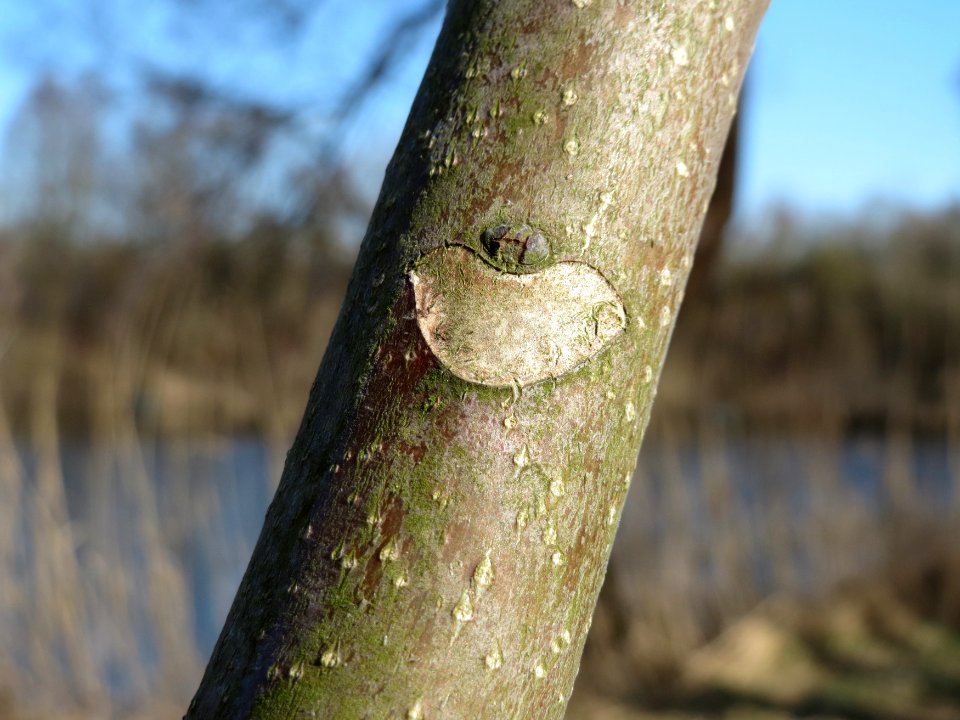 20150309Ailanthus_altissima1