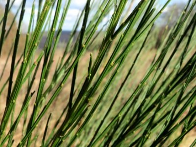 20150305Cytisus_scoparius
