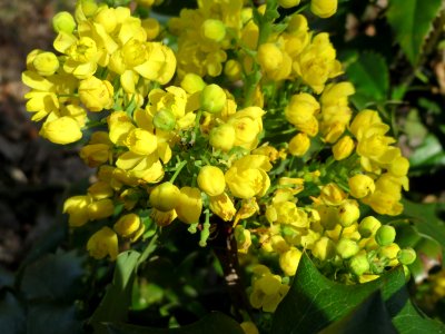 20150410Mahonia_aquifolium1