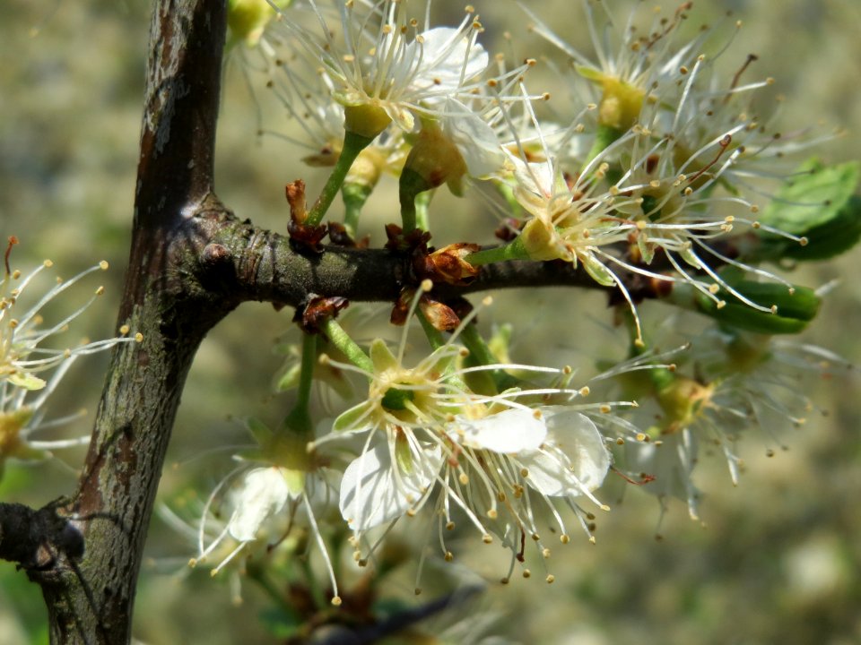20150419Prunus_spinosa2
