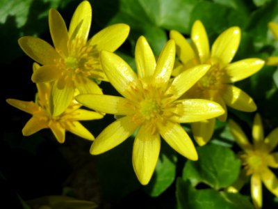 20150410Ficaria_verna1
