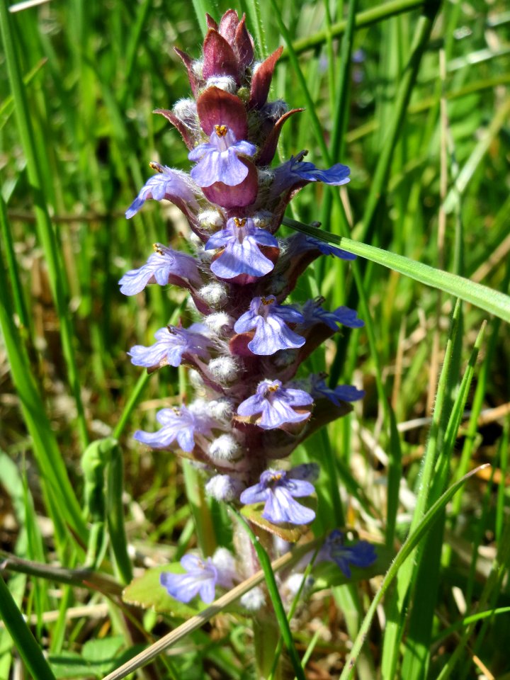 20150420Ajuga_reptans1