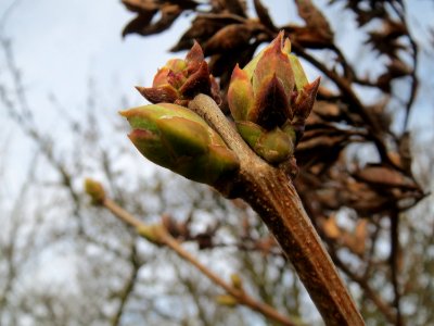 20150307Syringa_vulgaris3