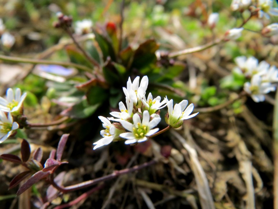 20150308Draba_verna03