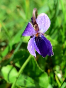 20150410Viola_odorata2