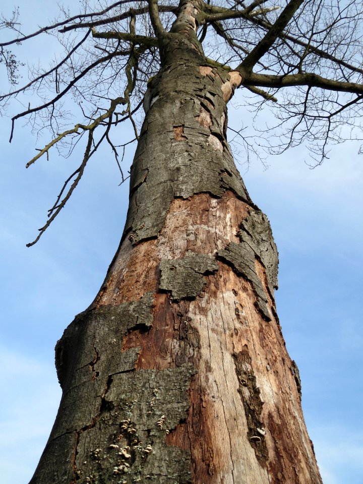 20150308Fagus_sylvatica1