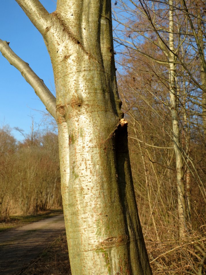 20150309Alnus_incana2