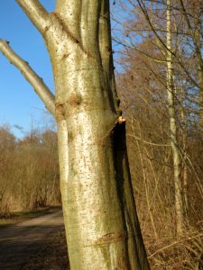 20150309Alnus_incana2