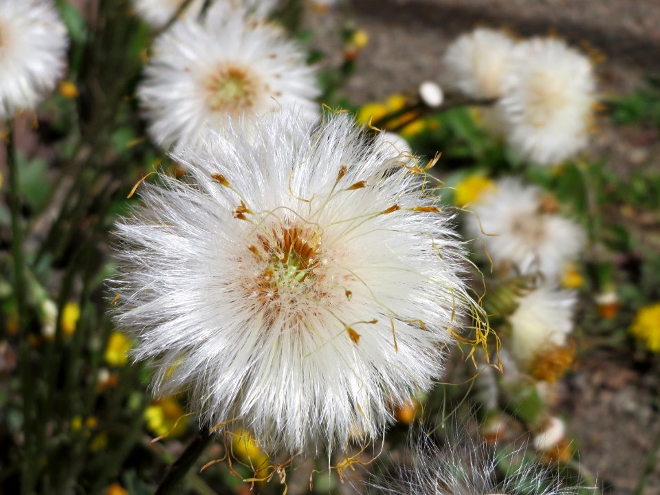20150410Tussilago_farfara3