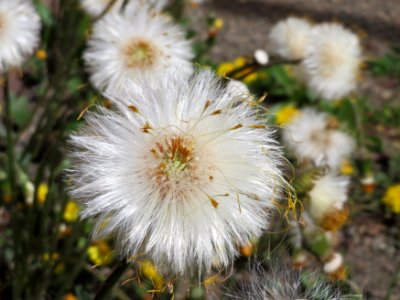 20150410Tussilago_farfara3