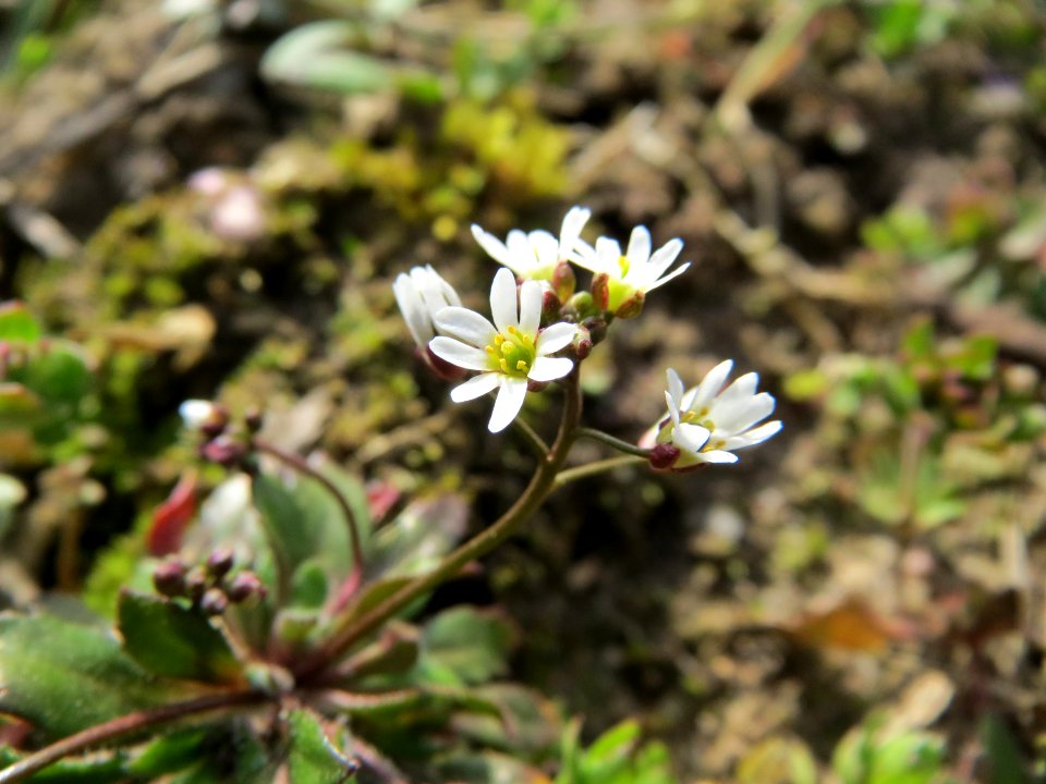 20150308Draba_verna09