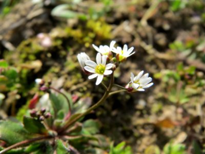 20150308Draba_verna09