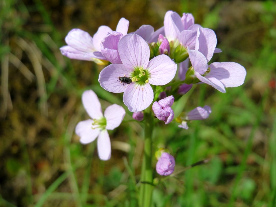 20150410Cardamine_pratensis6
