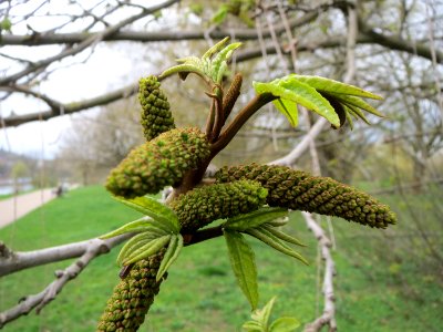 20150411Pterocarya_fraxinifolia