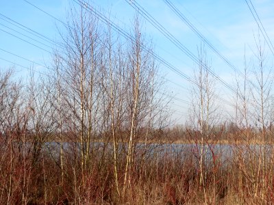 20150309Betula_pubescens1
