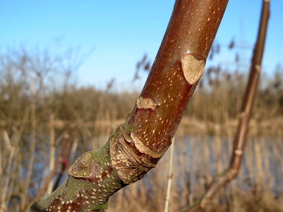 20150309Ailanthus_altissima2
