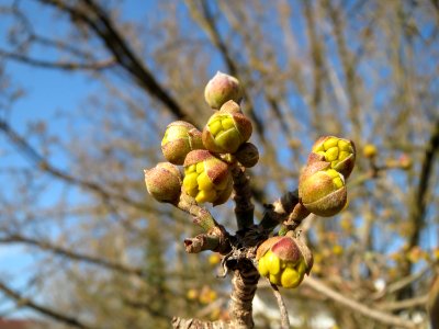 20150220Cornus_mas1