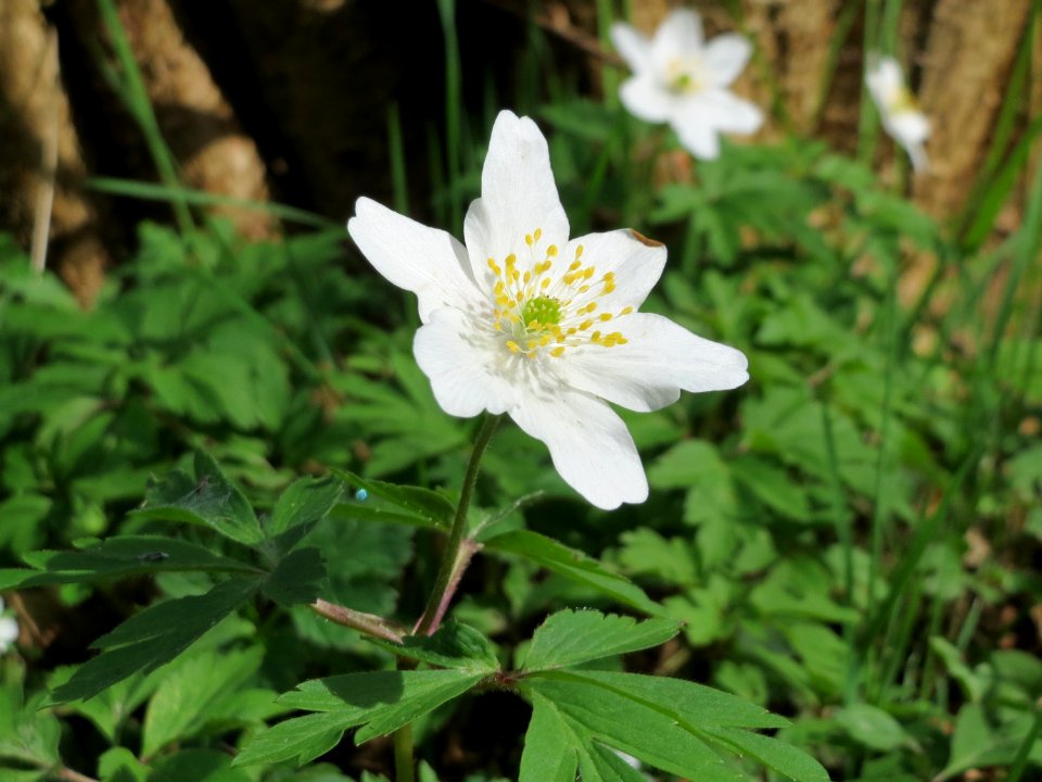 20150412Anemone_nemorosa6