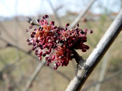 20150308Ulmus_minor3