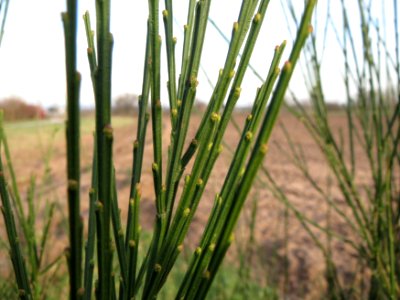 20150203Cytisus_scoparius2