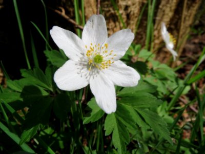 20150412Anemone_nemorosa5