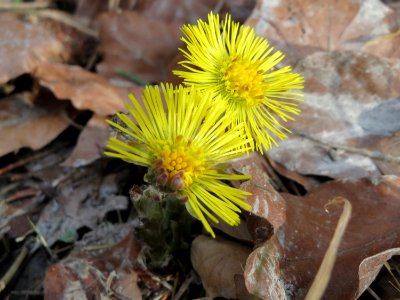 20150308Tussilago_farfara5