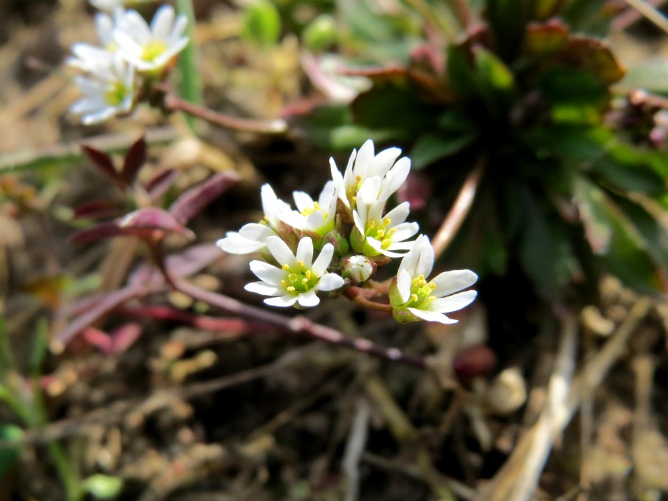 20150308Draba_verna07