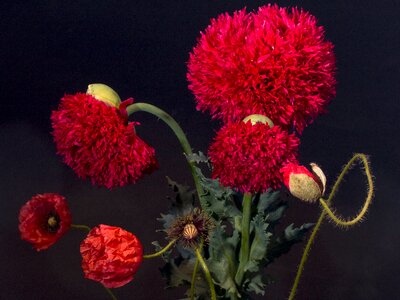 Poppy poppy flower gardening poppy