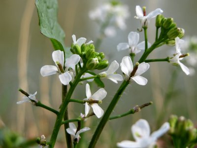 20150412Alliaria_petiolata